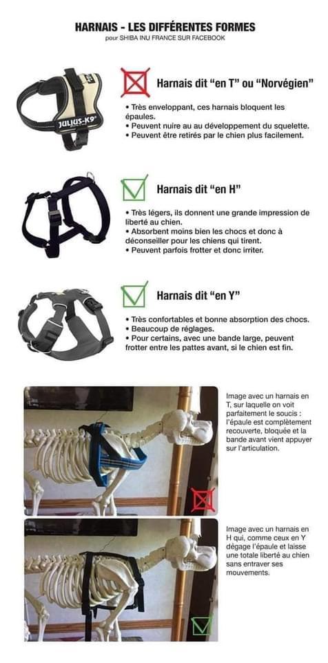 Harnais