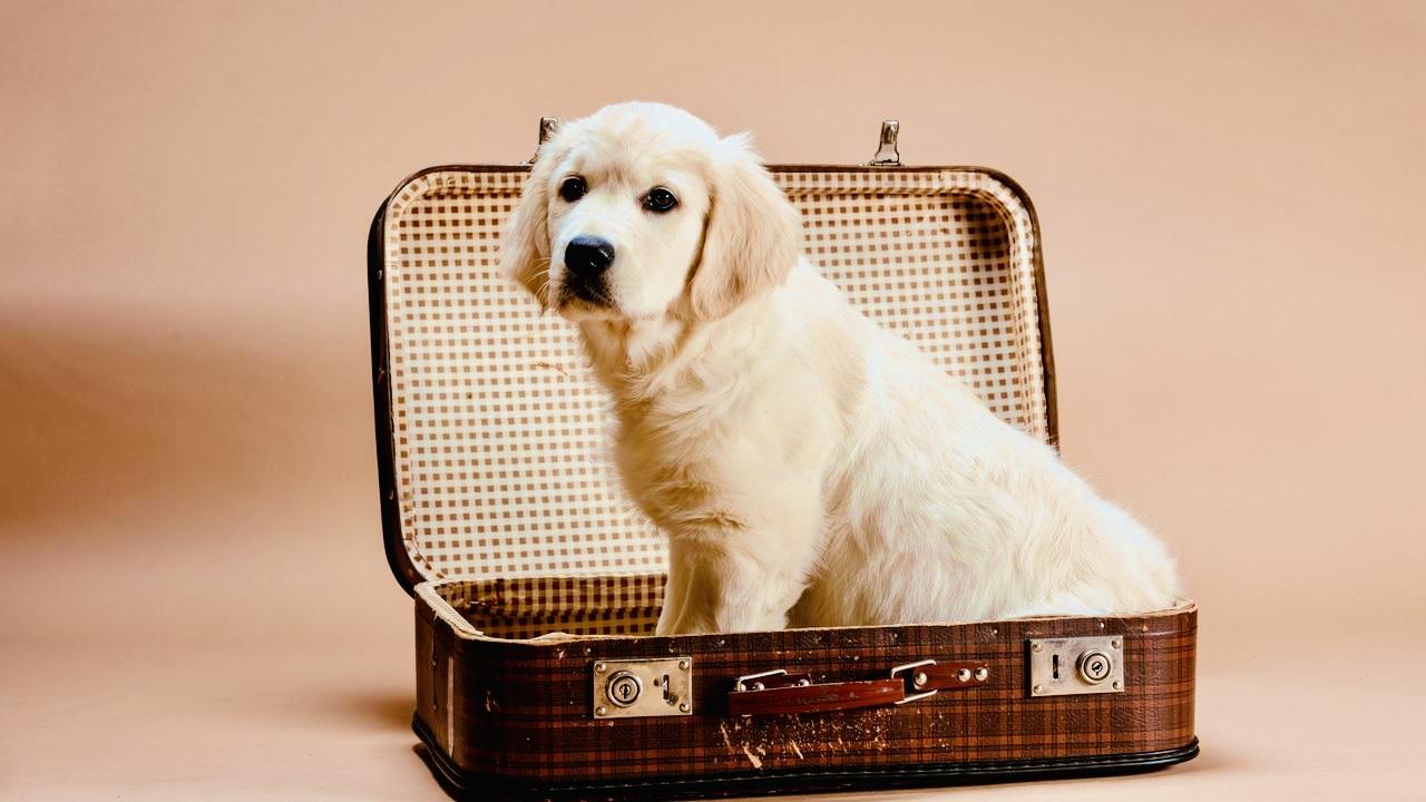 Valise