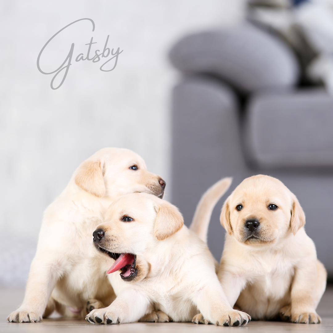Gatsby