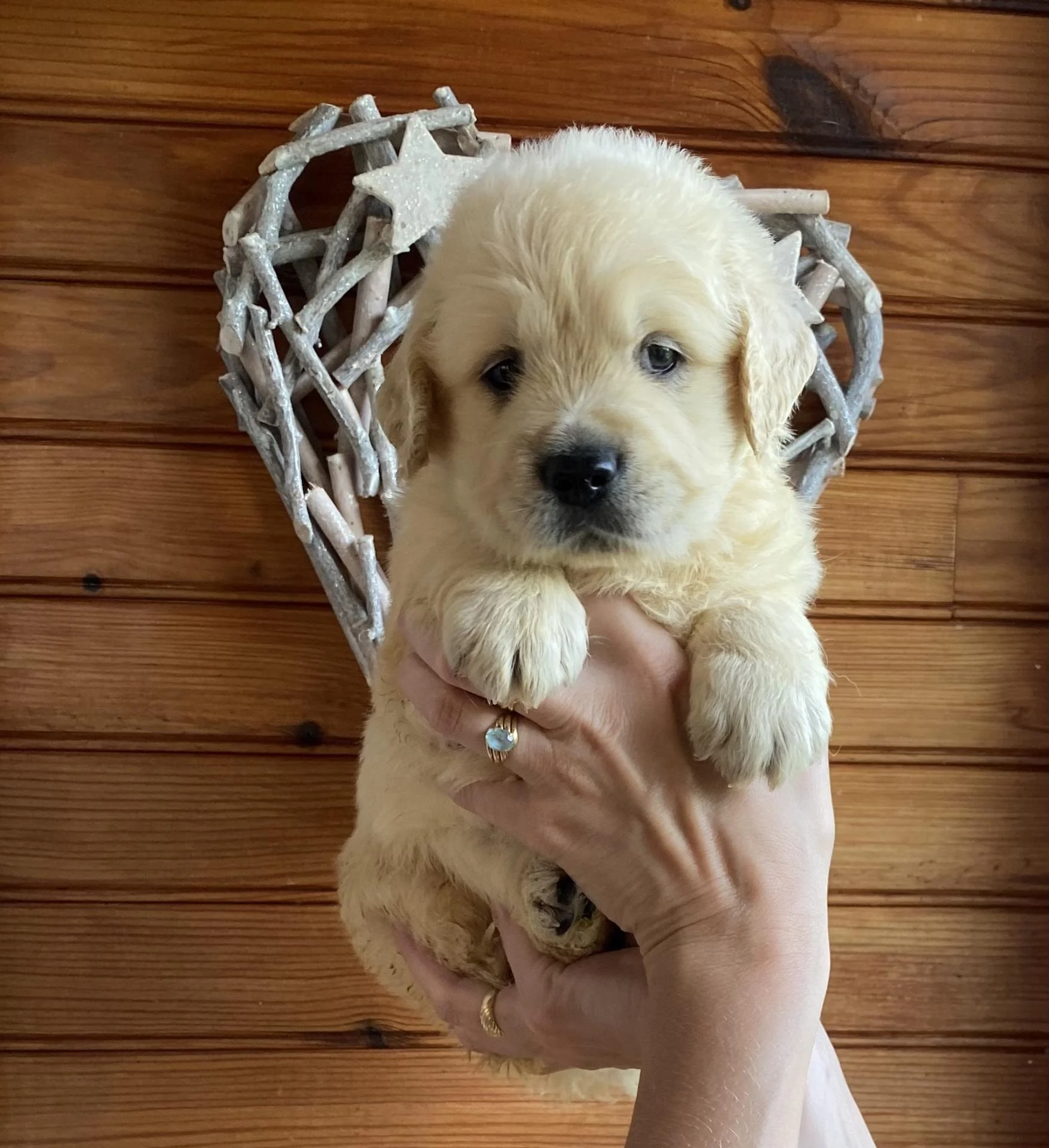 utopia chiot golden retriever